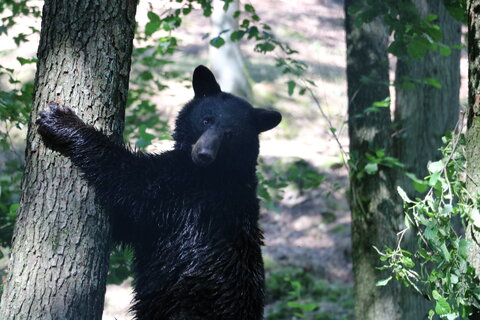 EXPOSE OURS NOIRS 11H30