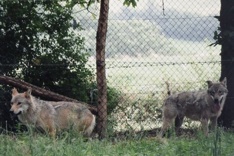 LES LOUPS EUROPÉENS SONT DE RETOUR!