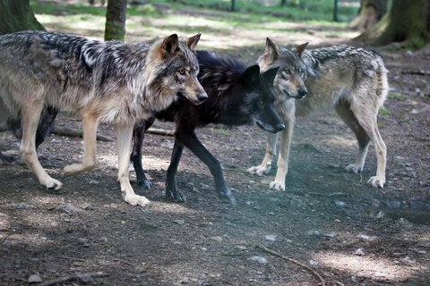 EXPOSÉ LOUPS CANADIENS 15H30