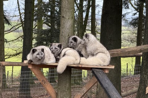 Bienvenue à Gunter, Hansel, Fritz et Klaus!