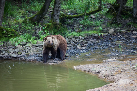 EXPOSÉ OURS BRUNS 13H30