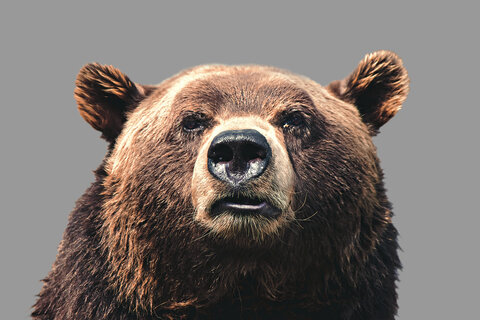 Angélique FRANSOLET